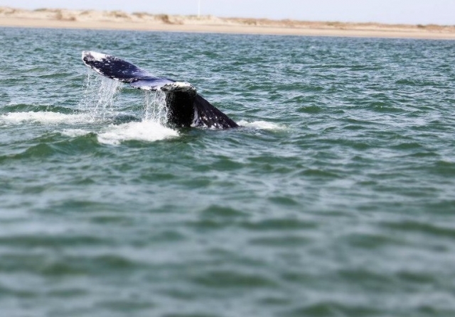  Whales in Baja 